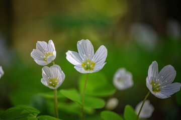 Flowers of wild strawberry on a sunny day, close up