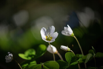 Flowers of wild strawberry on a sunny day, close up