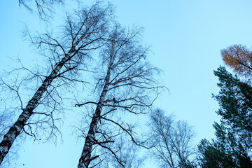 look up at the crowns of trees against the sky in autumn