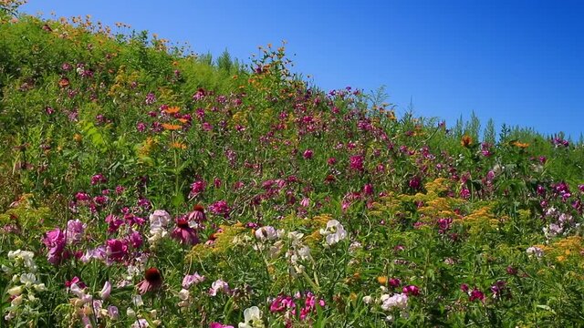 Meadow butterfly garden attracts monarch and eastern tiger swallowtail to pollinate beautiful perennial wildflowers