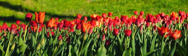  Panoramic view of Tulips field in garden on green grass background. Wide banner with copy space. Springtime, Women Day, Easter background.