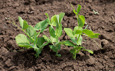Green pea sprouts germinating in organic garden