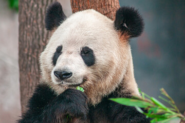 Chongqing, China - May 9, 2010: Panda House in Zoo. Facial closeup of black and white animal eating greens.
