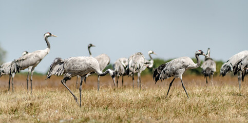 Obraz na płótnie Canvas A flock of common cranes (Grus grus) in the Hortobágy National Park in Hungary