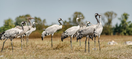 A flock of common cranes (Grus grus) in the Hortobágy National Park in Hungary