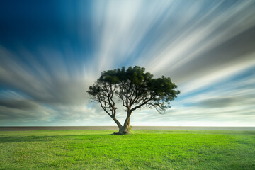 Obraz premium tree on a field