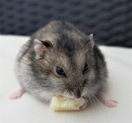Hamster eating cheese