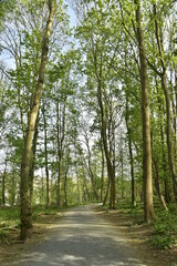 Chemin paisible sous la végétation luxuriante du parc de Laeken au nord de Bruxelles Capitale Région
