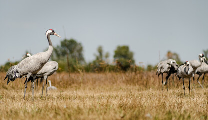 Fototapeta premium A flock of common cranes (Grus grus) in the Hortobágy National Park in Hungary