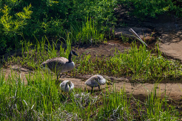 Canada Goose with goslings
