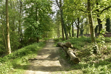 Chemin paisible sous la végétation luxuriante du parc de Laeken au nord de Bruxelles Capitale Région
