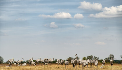 Naklejka na ściany i meble A flock of common cranes (Grus grus) in the Hortobágy National Park in Hungary
