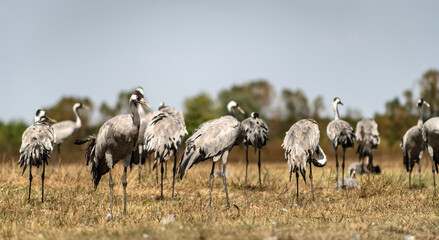 Fototapeta premium A flock of common cranes (Grus grus) in the Hortobágy National Park in Hungary