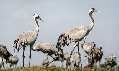 A flock of common cranes (Grus grus) in the Hortobágy National Park in Hungary