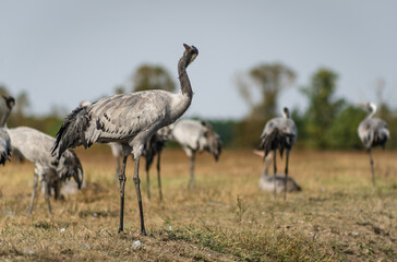 Obraz na płótnie Canvas A flock of common cranes (Grus grus) in the Hortobágy National Park in Hungary 