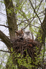 A great horned owl sits in an old hawk nest with a chick who is estimated to be about 3 weeks old near the Rouge River in Markham, Ontario.