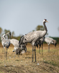 A flock of common cranes (Grus grus) in the Hortobágy National Park in Hungary	