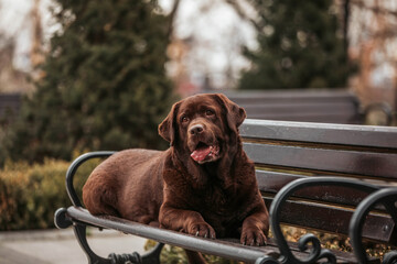 chocolate labrador dog on the bench