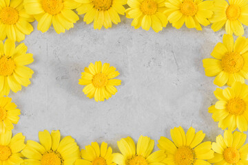 Flowers composition. Frame made of yellow chamomiles or daisies on gray background. Flat lay, top view and copy space