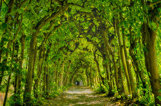 ALLEE