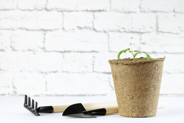 The process of growing seedlings at home. A pot with tomato seedlings, a rake and a shovel on a...