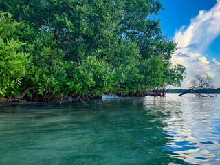 tropical mangrove trees and roots