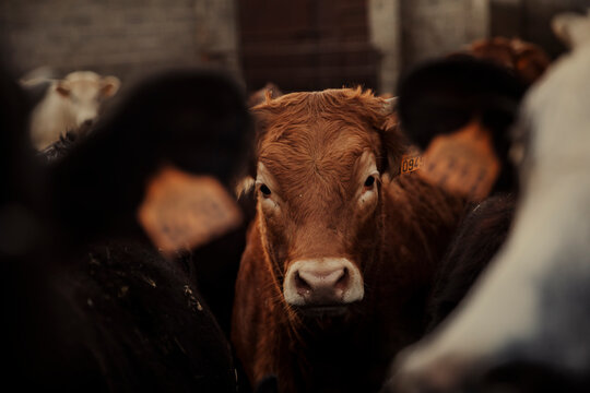 Cute calf in corral on farm