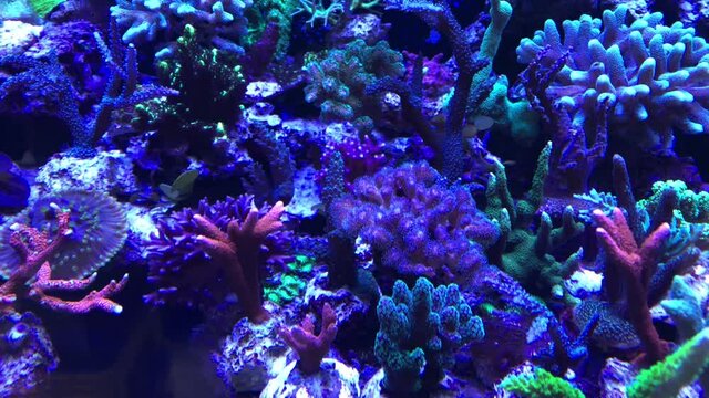 Eine Nahaufnahme einer Koralle in einem Aquarium, Meerwasseraquarium.
