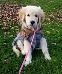 Adorable Golden Retriever puppy in winter coat