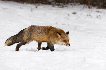 Obraz premium Red Fox (Vulpes vulpes) Runs Right Through Snow