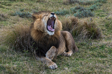 Beautiful shot of a roaring lion on a meadow