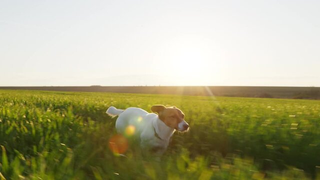 Dog Jack Russell Terrier runs jump walk on Wheat Field green with his owner sticking out his tongue in spring at sunset slow motion. Pet runs quickly in meadow. Lifestyle. Agro Farm. Lens flares