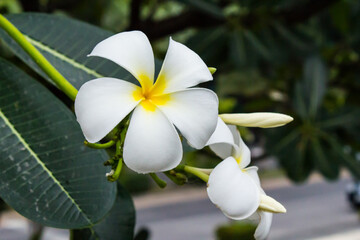 White plumeria