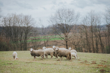 Fototapeta na wymiar sheep in the meadow