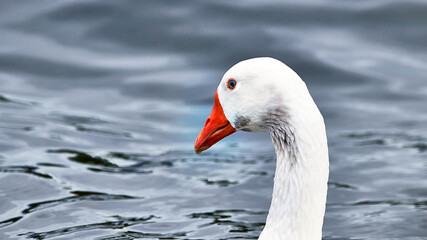 portrait of a white goose