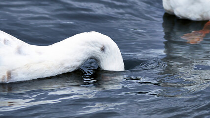Obraz premium white swan on the water