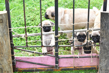 Happy Pug family, cute puppies Pug with their mother holding wall in garden, they waiting for owner