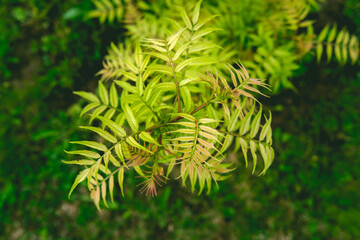 Sorbaria sorbifolia garden with yellow leaves on a background of grass. The shrub blooms in spring. Landscaping on a personal plot.
