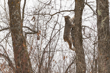 Canadian Lynx (Lynx canadensis) Climbs Up Side of Tree Winter