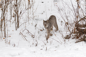 Canadian Lynx (Lynx canadensis) Walks Down Embankment Winter