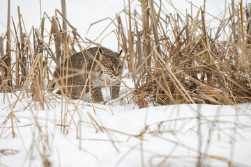 Bobcat (Lynx rufus) Creeps Through Weeds Winter