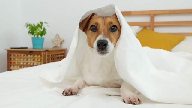 Dog lies on bed surprised on under white blanket looks with interest at owner morning. Jack Russel Terrier Pets. Care attention love for pets. Front view. Family concept