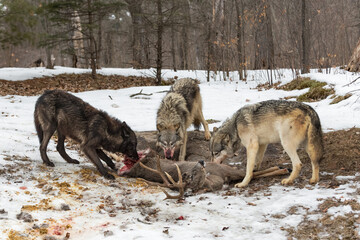 Fototapeta na wymiar Three Grey Wolves (Canis lupus) Eat at Deer Carcass Winter