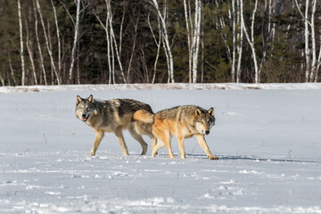 Fototapeta na wymiar Pair of Grey Wolves (Canis lupus) in Snowy Field Winter