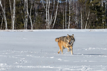 Fototapeta na wymiar Grey Wolf (Canis lupus) Makes Turn in Field Winter