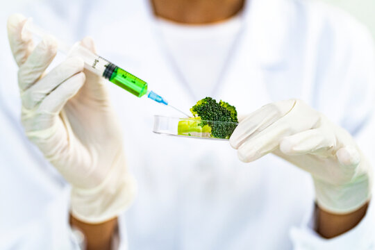 Researcher injecting liquid in broccoli while working at laboratory