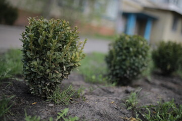 A row of green bushes of trees in the courtyard of the house.