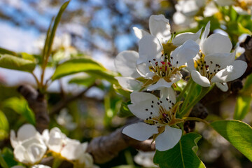 Blooming pear branch in the blooming spring garden