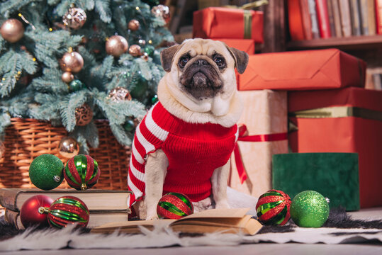 Dog in santa costume is sitting under christmas tree with gifts and book in studio