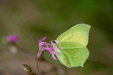 little green  butterfly perched on branch